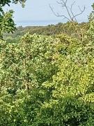 Top Poreč Top Poreč