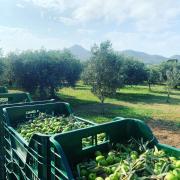 Top Favignana