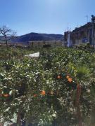 Top Sorrento