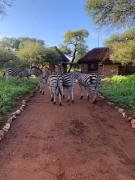 Top Marloth Park Top Marloth Park