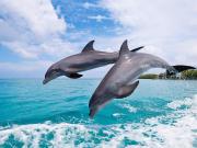Top Bocas del Toro