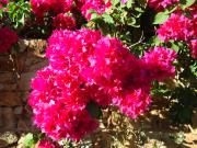 Top Alonnisos Old Town