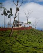 Top Darjeeling