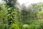 Top Thekkady