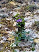 Top Pettorano sul Gizio