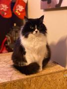 Top Morano Madonnuccia