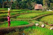 Top Ubud