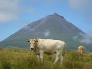 Top Lajes do Pico