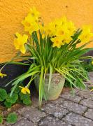 Sydfynsk idyl tæt på det hele.