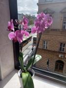 Apartman Vesna