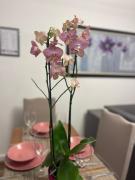 Arteg Apartments - Premium