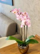 Top Spoleto Top Spoleto