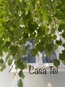 Casa Tei