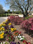 Top Lazise Top Lazise