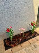 KSAKONCHEGO Olimpia SP