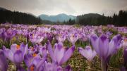 Top Zakopane