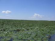 Top Sulina