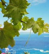 Top Podgora
