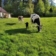 Top Tykocin Top Tykocin