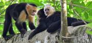 Top Manuel Antonio