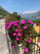 Top Kotor