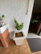 Top Anadia Top Anadia