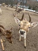 D&A rooms and apartments near Plitvice lakes D&A rooms and apartments near Plitvice lakes