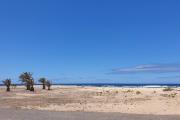 Top Cotillo