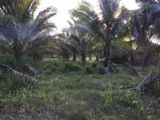 Top Tecolutla