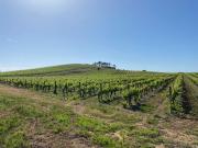 Top Anadia Top Anadia