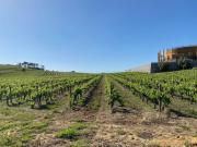 Top Anadia Top Anadia