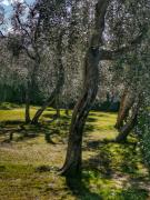 Top Brenzone sul Garda