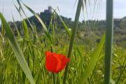 Top Castiglione dʼOrcia