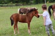 Logement atypique - Chevaux Miniatures Rhéa Horses