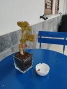Top San Teodoro