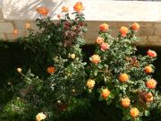 Top Kalamaki Chanion