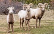 Top Estes Park