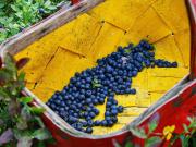 Top HindÄs Top HindÄs