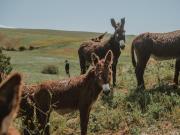 Top Polizzi Generosa