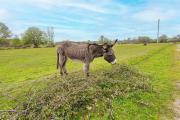 Top Brockenhurst