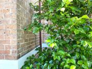 Dora Hall - Very Central