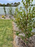 White Hut on Golflinks