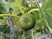 Orania, heaven in Mykonos