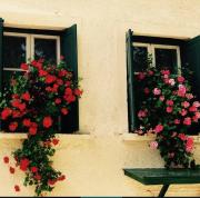 Top Skála Sykaminéas Top Skála Sykaminéas