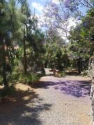 Top Arona