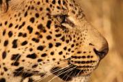 Top Manyoni Private Game Reserve