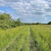 Top Łazany Top Łazany