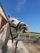 Top Tarnowo Pałuckie