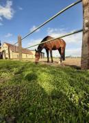 Stajnia Tarnowo Pałuckie