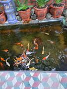 Top Giồng Tú Ðiền